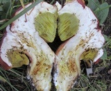 Boletus rubriceps image
