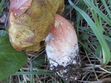 Boletus rubriceps image