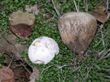Lycoperdon pratense image