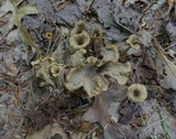 Craterellus caeruleofuscus image