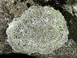 Verrucaria calciseda image