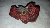 Ganoderma sessile image