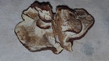 Ganoderma sessile image
