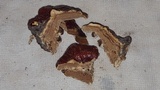 Ganoderma sessile image