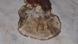 Ganoderma sessile image