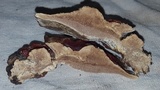 Ganoderma sessile image