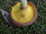 Phylloporus bellus image