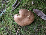 Phylloporus bellus image