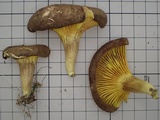 Phylloporus bellus image