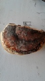 Fomitopsis schrenkii image
