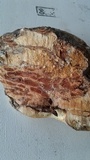 Fomitopsis schrenkii image