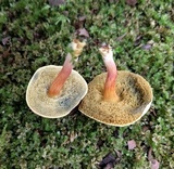 Parvixerocomus aokii image
