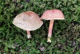 Parvixerocomus aokii image