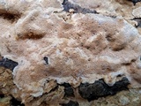 Neoantrodia serialiformis image