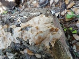 Neoantrodia serialiformis image