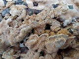 Neoantrodia serialiformis image