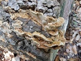 Neoantrodia serialiformis image