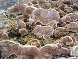 Neoantrodia serialiformis image