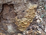 Neoantrodia serialiformis image