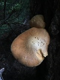 Gymnopilus ventricosus image