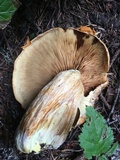 Gymnopilus ventricosus image