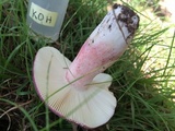 Russula mariae image