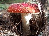 Amanita amerimuscaria image