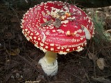 Amanita amerimuscaria image