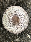 Leucoagaricus americanus image