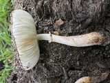 Leucoagaricus americanus image