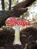 Amanita amerimuscaria image