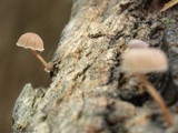 Mycena corticola image