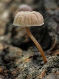 Mycena corticola image