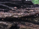 Mycena corticola image