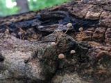 Mycena corticola image