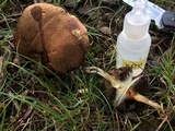 Tylopilus sordidus image