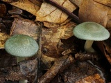 Clitocybe odora image