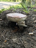 Leucoagaricus americanus image