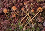 Galerina sphagnicola image
