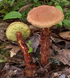 Aureoboletus russellii image