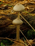 Entoloma conicum image