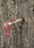 Coprinopsis clastophylla image