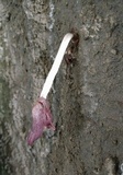 Coprinopsis clastophylla image