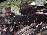 Tatraea macrospora image