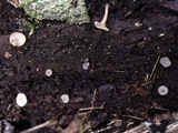 Tatraea macrospora image
