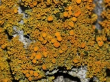 Xanthoria weberi image