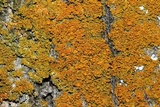 Xanthoria weberi image