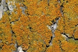 Xanthoria weberi image