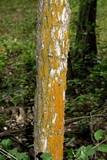 Xanthoria weberi image