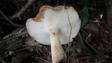 Polyporus radicatus image
